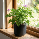 2 Live Citronella Plants, Perennial Fragrant Citronella Herbs, 4-7 Inches, Ready to Grow Indoor Outdoor