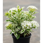 2 White Ixora Plants Live, 5 to 7 Inc Tall, Ixora Flower Plant, Shrub Plant Tropical Ornamental Plants, No Pot