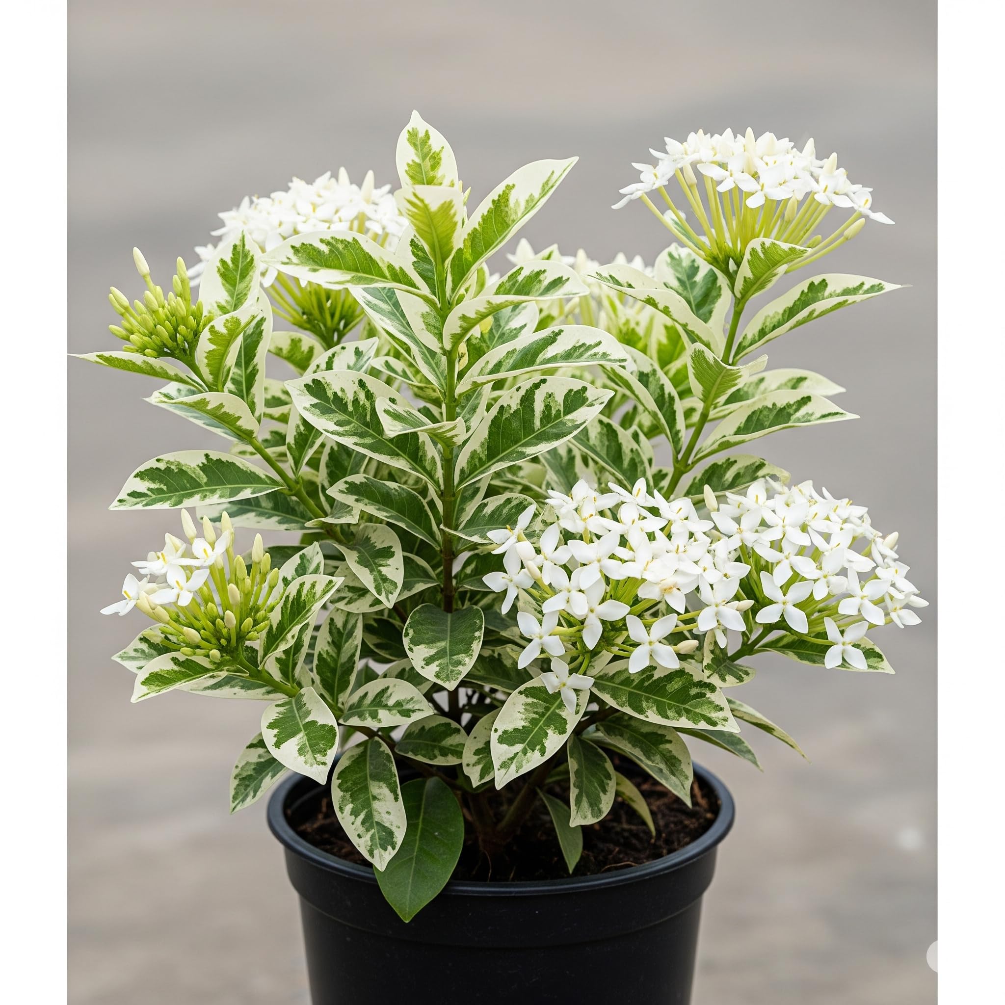 2 White Ixora Plants Live, 5 to 7 Inc Tall, Ixora Flower Plant, Shrub Plant Tropical Ornamental Plants, No Pot