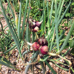 Set 30 Egyptian Walking Onions Bulbs, Large Egyptian Walking Onions Bulbs for Planting, Heirloom Onion Bulb for Planting Outdoors Garden, Perennial and Easy to Plant
