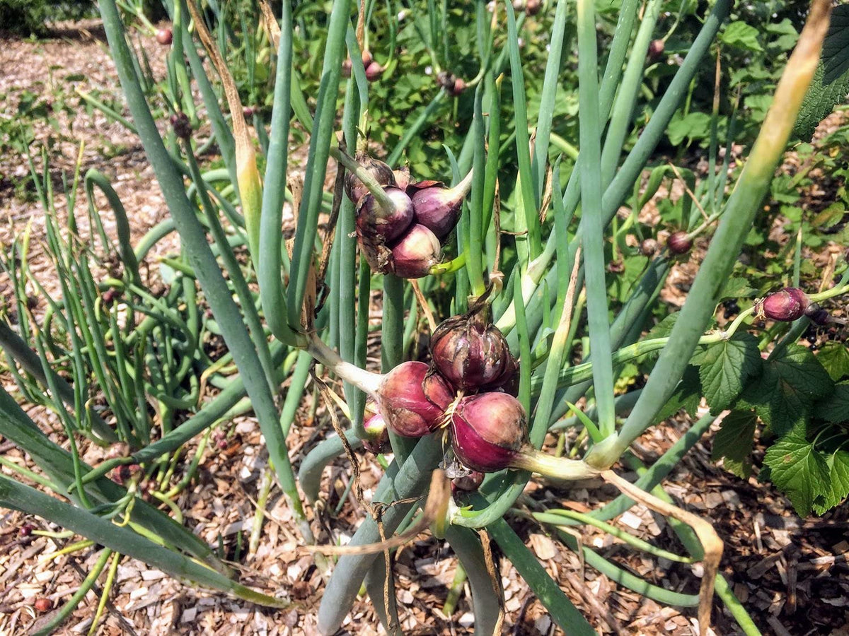 Set 30 Egyptian Walking Onions Bulbs, Large Egyptian Walking Onions Bulbs for Planting, Heirloom Onion Bulb for Planting Outdoors Garden, Perennial and Easy to Plant