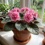 African Violet Plant Live in 4 Inch Pot, Indoor Flowering Houseplant, Compact Blooming Plant for Home or Office (Pink Blooms)