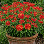 4 Milkweed Plants Live, Deep Red Butterfly Milkweed Asclepias Tuberosa Perennial Wildflowers Swamp Common Bush, 5-9" in Tall, No Pot