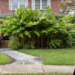 Banana Trees Live Plants from 4 to 6 Inc Long, Tiny Banana Plants Live for Planting Gardening Outdoor Indoor