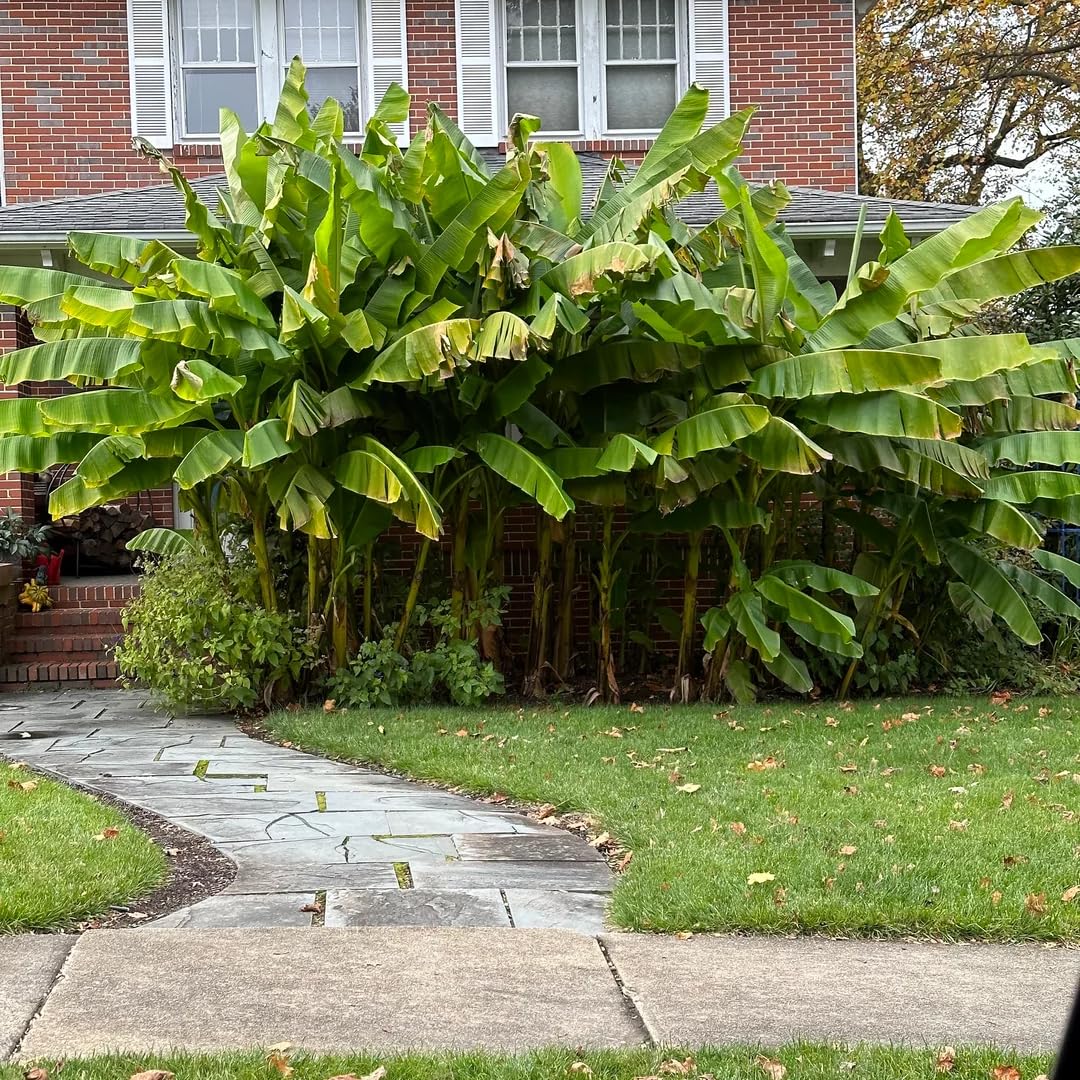 Banana Trees Live Plants from 4 to 6 Inc Long, Tiny Banana Plants Live for Planting Gardening Outdoor Indoor