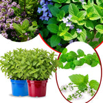 Big Clumps Random Mint Plants Live in Pot, Well-Rooted Herb for Home Gardens, Heirloom Mint Indoor Outdoor, Fresh Mints