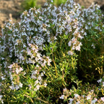 3 French Thyme Plant, Thyme Herb Planting Indoor Outdoor, 4-6 Inches Tall