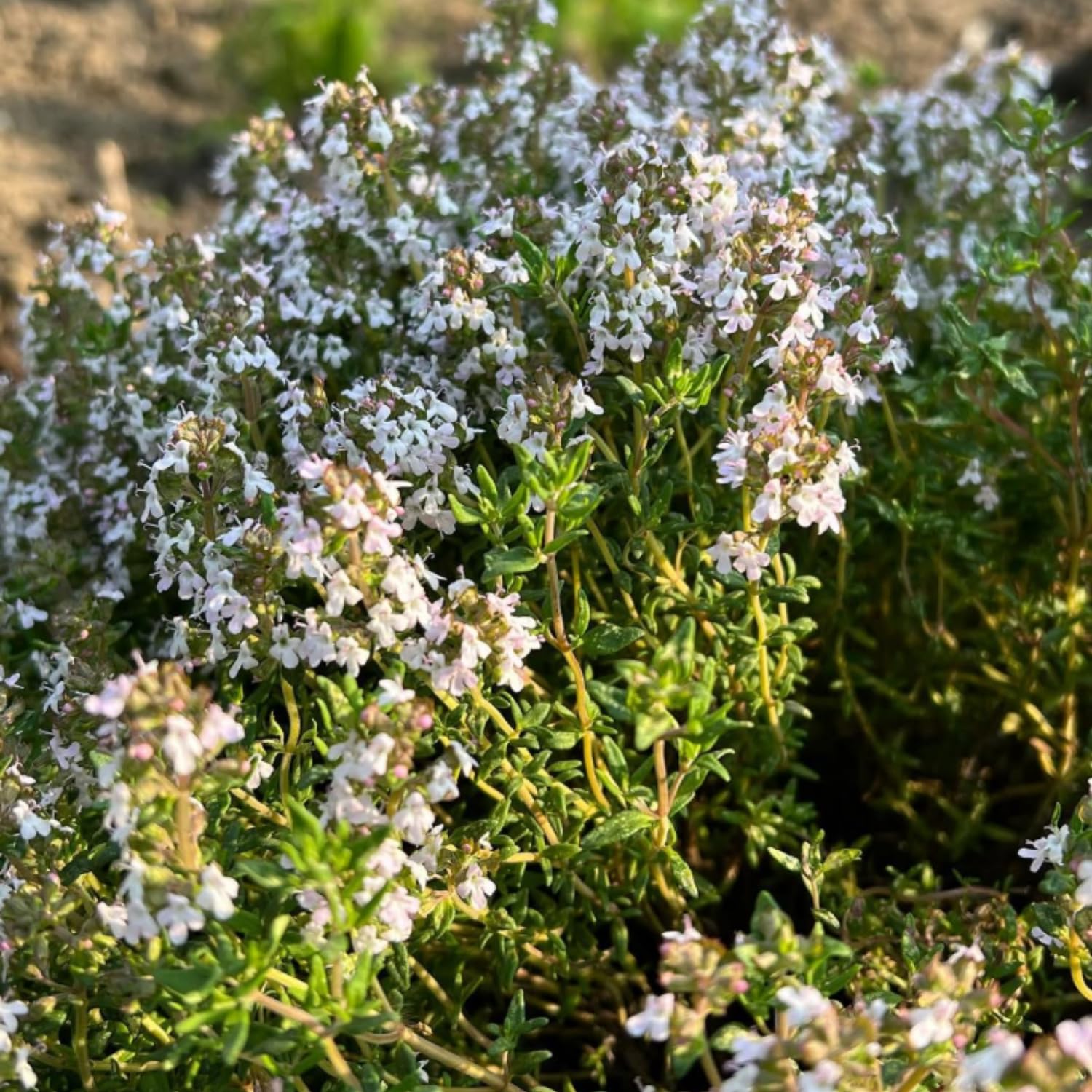 3 French Thyme Plant, Thyme Herb Planting Indoor Outdoor, 4-6 Inches Tall