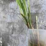 Pack 3 Lemon Grass Plants Live, Lemongrass Plants for Outside Planting, Fragant Herb Lemongrass Planting, 6-7 Inch Tall