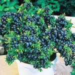 2 Blueberry Trees Live Plant for Planting, 5-10" Tall, Blueberry Plant Live, Sweet Blueberry Bush Live Plant, Large Blueberries Fruit Bareroot (Top Hat Blueberry)
