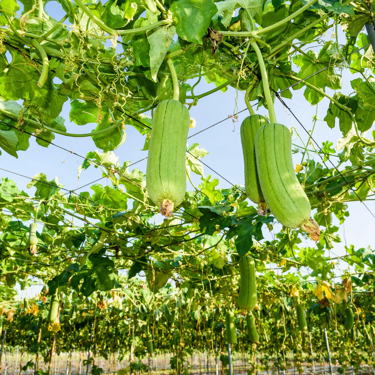 Luffa Plants Live, 2 Plants in 4 Inch Pot, Luffa Gourd Plant, Loofah Plant Live Indoor Outdoor