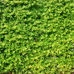 Set of 10 North Privet Hedge Trees Live Plants, Ligustrum Plants Live, Privacy Hedges Plants, 12 to 18 Inc Tall Dormant Gardening