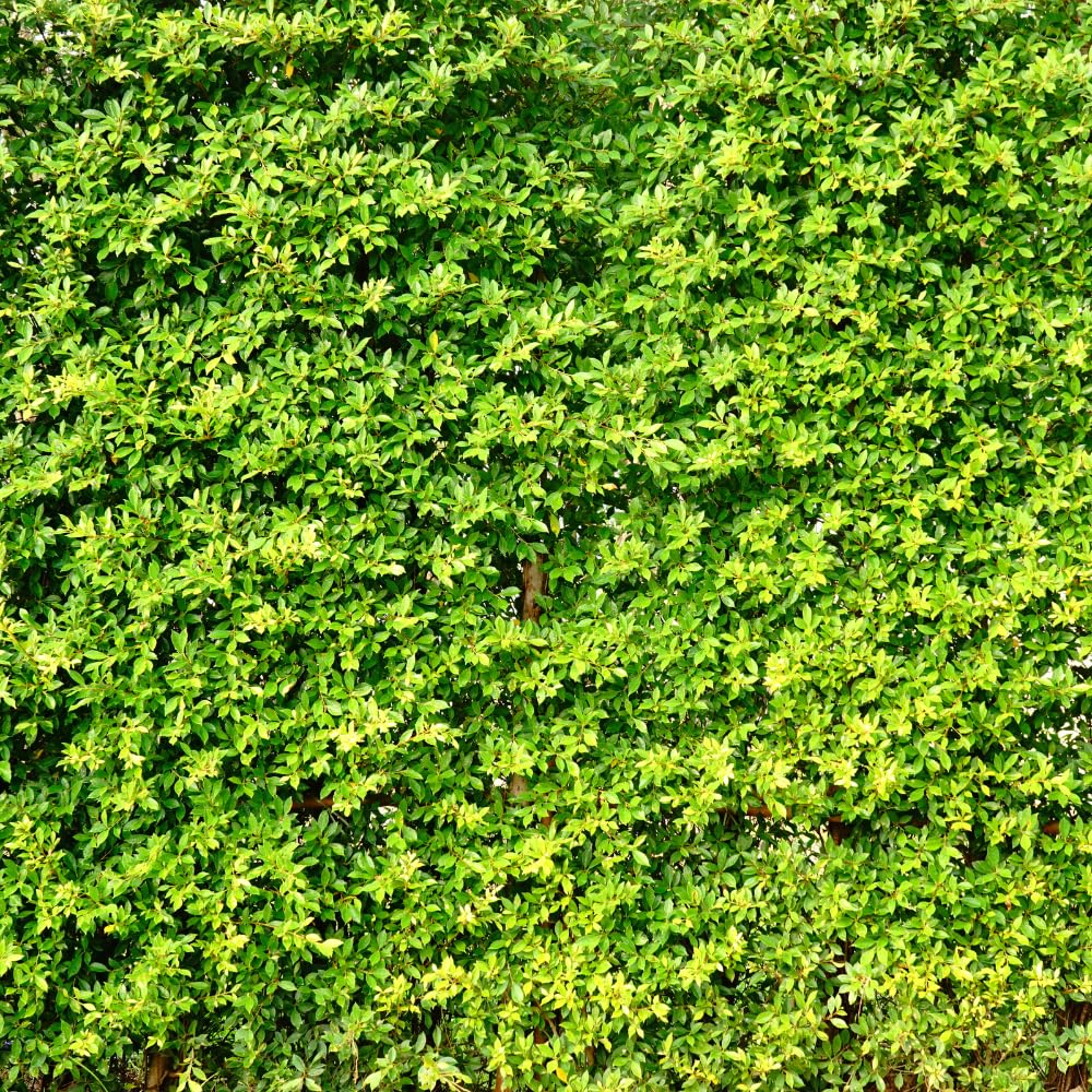 Set of 10 North Privet Hedge Trees Live Plants, Ligustrum Plants Live, Privacy Hedges Plants, 12 to 18 Inc Tall Dormant Gardening
