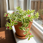 Variegated Ice Plant in 2'' Pot, Hardy Perennial Succulent Live Plant, Ground Cover Outdoor Garden 4-6 Inches