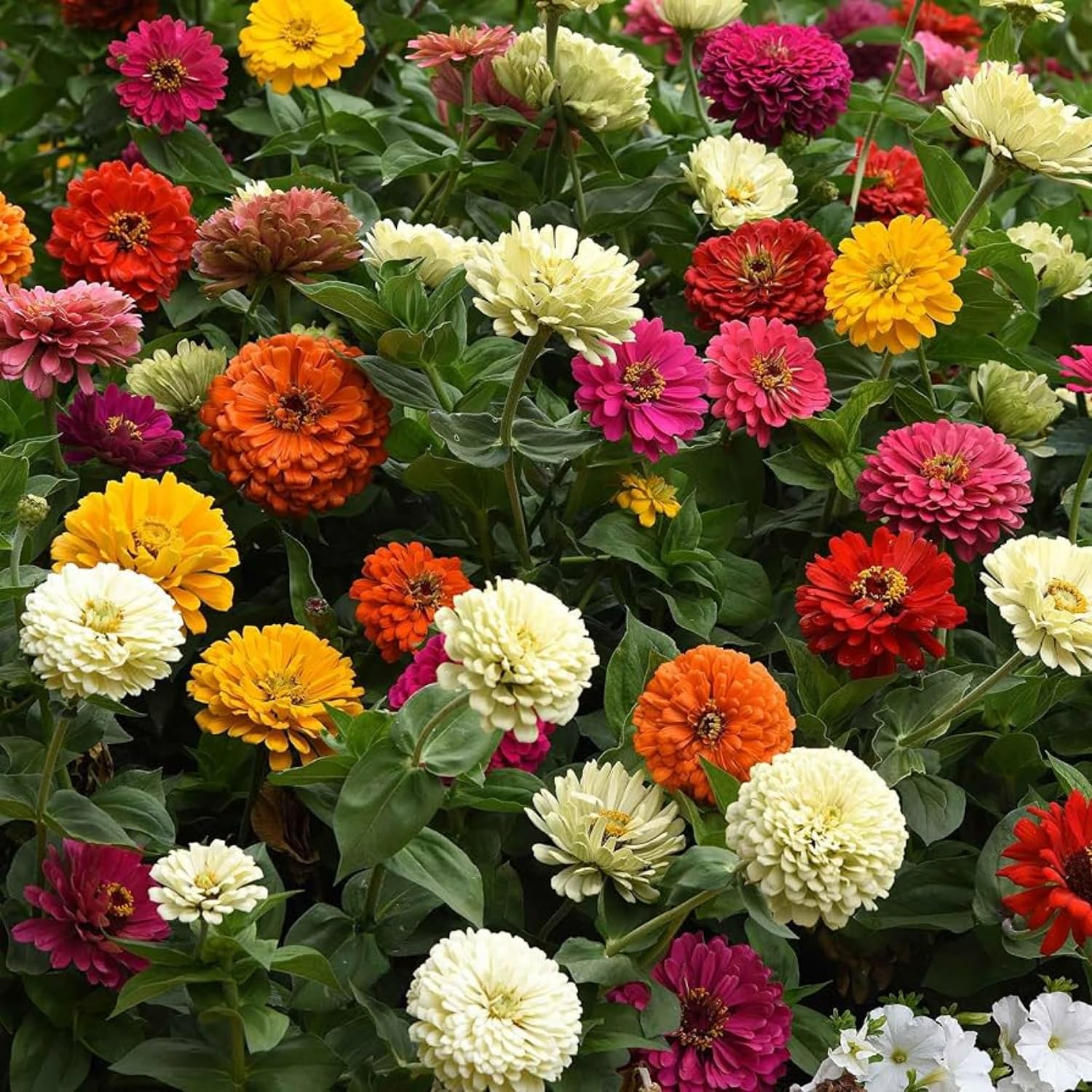 Mix Zinnia Plant Live Outdoor, 4 to 6 Inc Tall, Zinnia Flower Plant Potted Planting