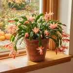 Yellow Peachy Christmas Cactus, True Thanksgiving Cactus Live Plant in 4'' Pot, Holiday Christmas Cactus for Planting