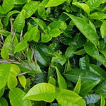 Camellia Sinensis Plant Live, Camellia Plant, Green Tea Tree Plants, Vibrant Flower Shrub, Well-Rooted for Garden Planting (6 Inches)
