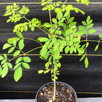 2 Pots Moringa Oleifera Live Trees Plants, 6-10" Tall, Drumstick Horseradish Malunggay Trees Herb, Zones 9-11, 8 Months Old Seedling Tree