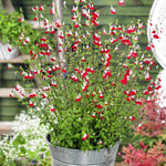 Hot Lips Salvia Plants Live, Fragrant Perennial Salvia Sage Live Plants, in 4" Pot (2 Starter Plants Per Pot)