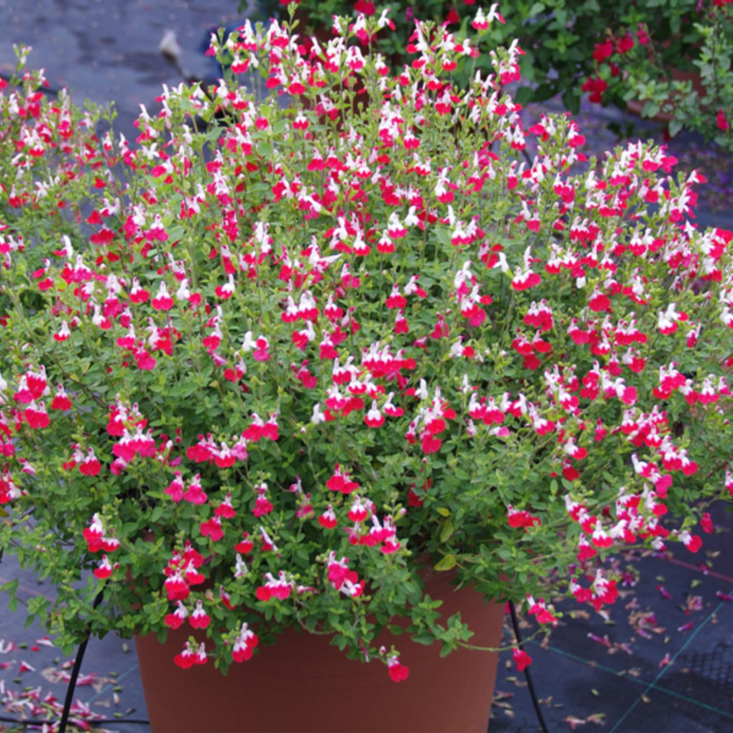 Hot Lips Salvia Live Plants, 2 Starter Sage Plants in 4 Inch Pot, Red and White Salvia Plants 4–8" Tall