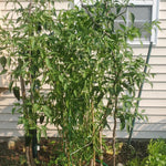 Set 4 Super Hot Peppers Live Plants, 90 Days Old Hot Pepper Chili Plant for Spring Planting, Assorted Color (Green Trident Pepper)