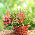 20 Red Tillandsia Air Plants Live Houseplants, Live Air Plants