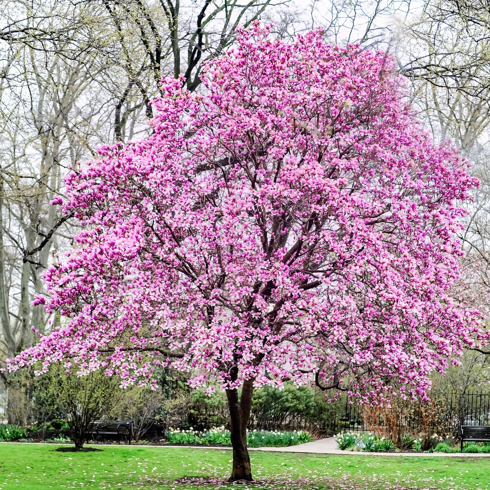 Jane Magnolia Tree, Dormant Magnolia Flowering Shrub Bush in 2.5'' Pot, Well Rooted Magnolia to Grow in Container, Garden
