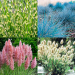 4 Assorted Grasses Ornamental Live Plants Seedlings Well-Rooted, Size 5 to 9" Perennial Hardy Ornamental Grass Plants, Mixed Colors (Mixed 4 Random Grasses - 2)