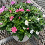 2 Assorted Vinca Plants Live, Vinca Flower Plant, 4 Inc Pot, Ground Cover Plant Live, 4 to 6 Inches in Height