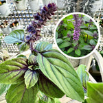 2 African Blue Basil Plants Live, Live Basil Plant, 4 to 6 Inches Tall, Basil Live Plant