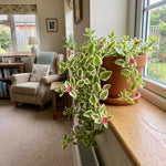 Variegated Ice Plant Live, Perennial Ice Plant Ground Cover for Planting 2 Inch Pot, Baby Sun Rose Plants