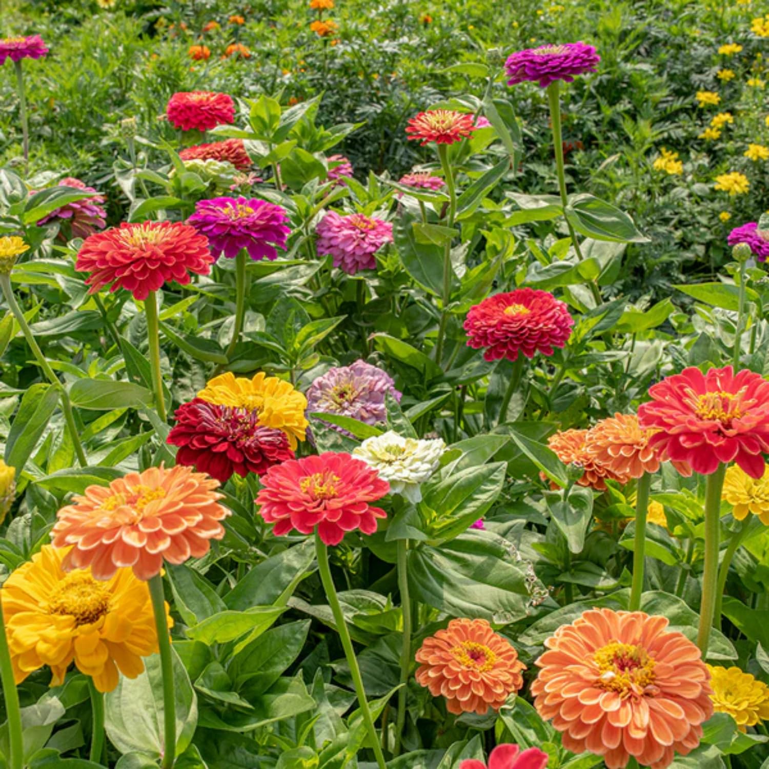 Mix Zinnia Plant Live Outdoor, 4 to 6 Inc Tall, Zinnia Flower Plant Potted Planting