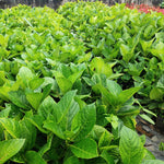 Hydrangea Plant Live, Blooming Garden Bush Hardy Hydrangea Shrub, Vibrant Flowering Plant Indoor Outdoor Well-Rooted 5-9 Inc Tall, Stater Plant (Rare Lacecap Flower White to Blue Pink)