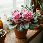 African Violet Plant Live in 4 Inch Pot, Indoor Flowering Houseplant, Compact Blooming Plant for Home or Office (Pink Blooms)