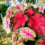 Set of 3 Caladium Plants Live, 4 to 6 Inc Tall, Caladium Flower Plants Garden, Caladium Plant Pot