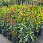 Julie Mango Tree Live Plant Grafted, 2 to 3 Feet Tall in Gallon Pot, Ready to Bear Fruit in 1 Year, Sweet Mango Tree for Planting