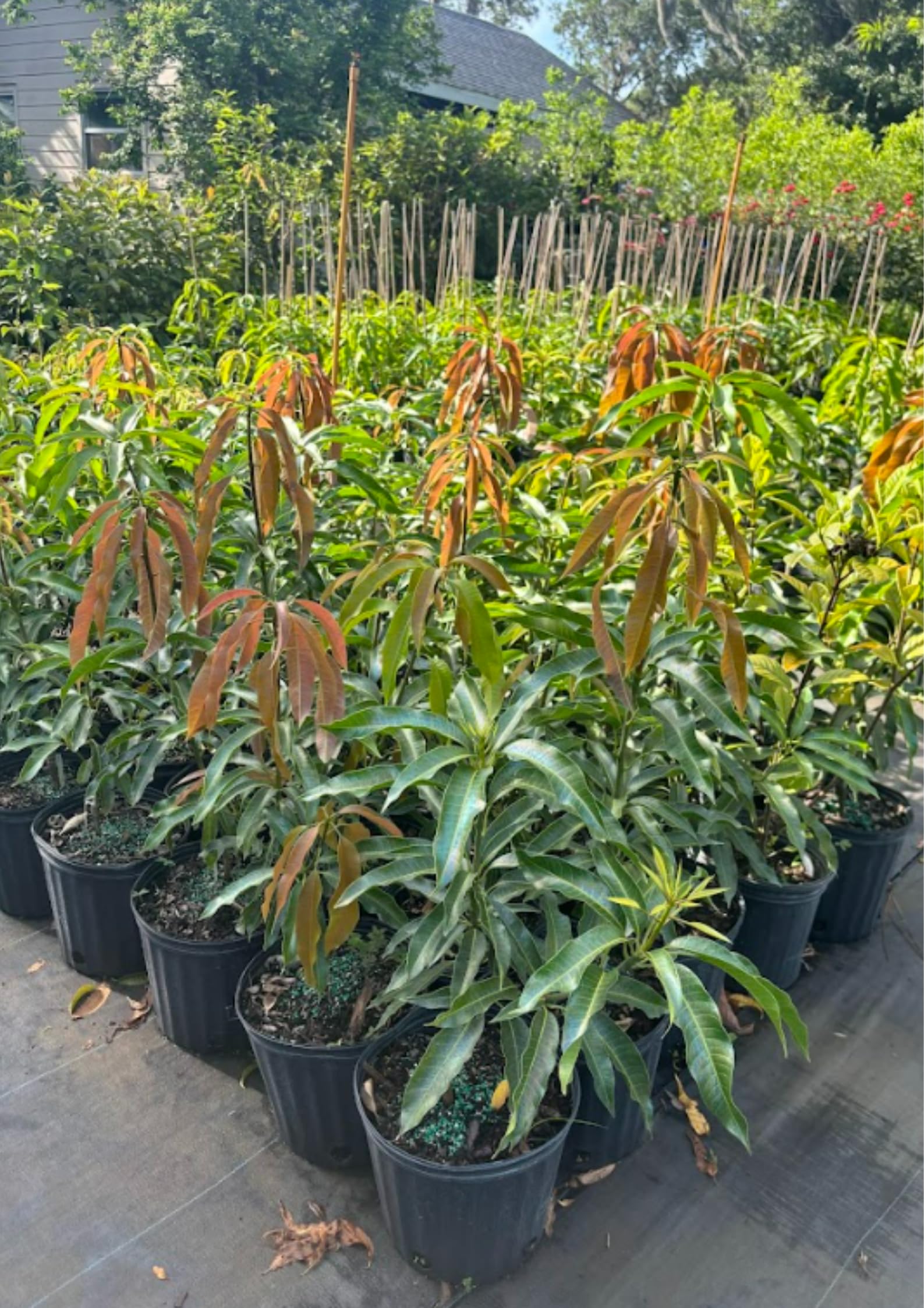 Keo Mango Tree Live Plant Grafted, 2 to 3 Feet Tall in Gallon Pot, Ready to Bear Fruit in 1 Year, Sweet Mango Tree for Planting
