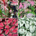 2 Caladium Plants Live for Planting, 4 to 6 Inc Tall, Caladium Live Plants Garden, 4 Inc Potted (Mix)