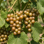 Grape Plant Live 4-7 Inches Tall, Fruit Vine Starter Plant for Garden, Patio Container, Backyard Trellis, Outdoor Growing (Bronze Grape)