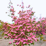 Dormant Dogwood Tree Live Plant, 9 Months Old 6-12 Inch Tall in Quart Pot, Dogwood Tree Potted, Perennial, Well Rooted Plants, Cold Hardy (Pink)