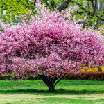 Pink Flowering Almond Trees Live Plants Shrubs Dormant in Pot, Spring Planting, 8 Months Old Flowering Plum Bushes, Ornamental and Fragrant Pink Blossoms