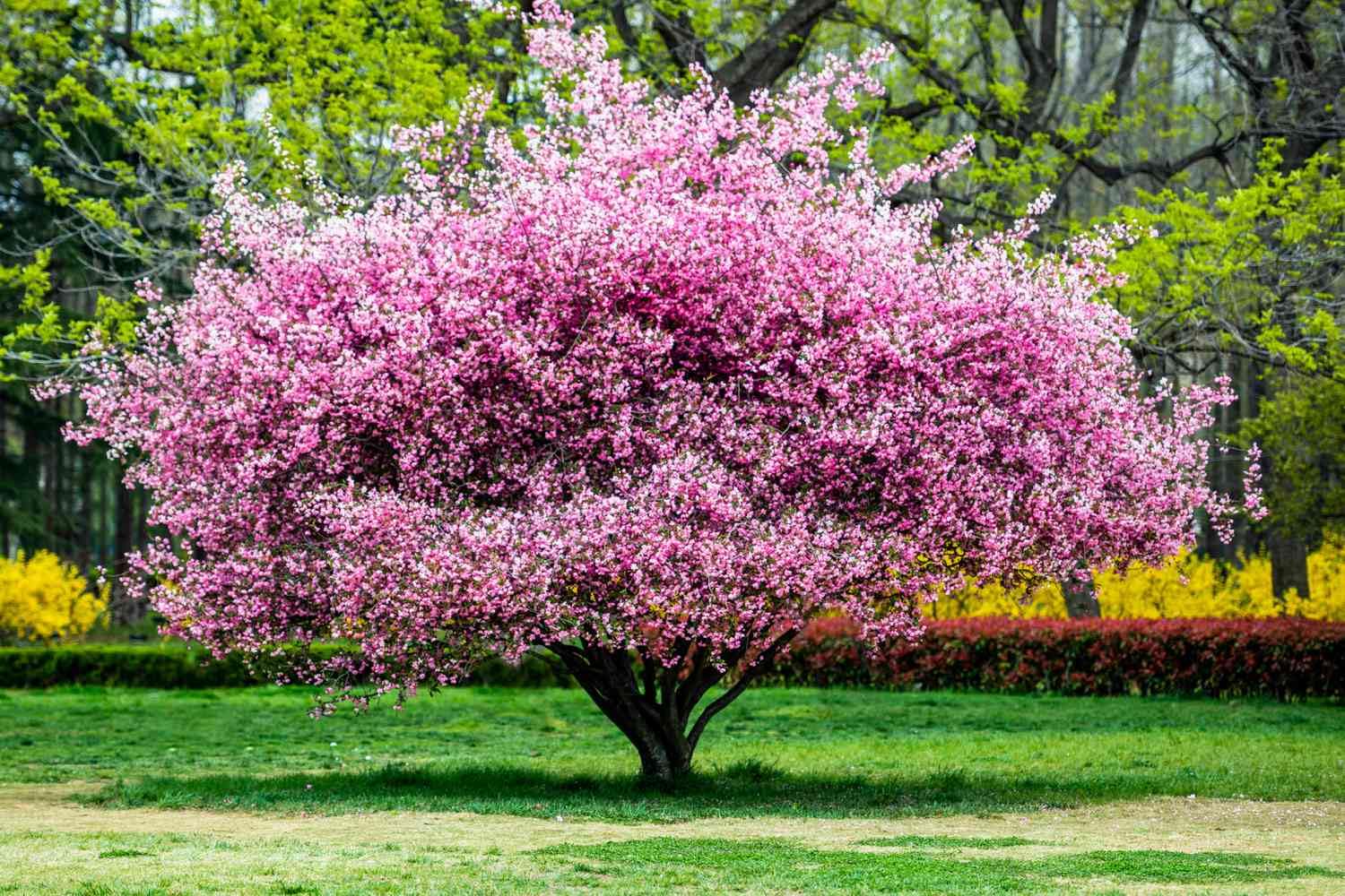 Pink Flowering Almond Trees Live Plants Shrubs Dormant in Pot, Spring Planting, 8 Months Old Flowering Plum Bushes, Ornamental and Fragrant Pink Blossoms
