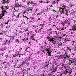 Set 2 Creeping Phlox Live Plants, Perennial Phlox Flower Ground Cover Plant, Hardy Creeping Phlox 5-8 Inches (Light Pink)