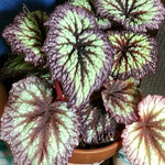 Begonia Plants Live, Rare Begonias Indoor Growing, Hanging Basket, Starter 5 to 9 Inc Tall (Fire)