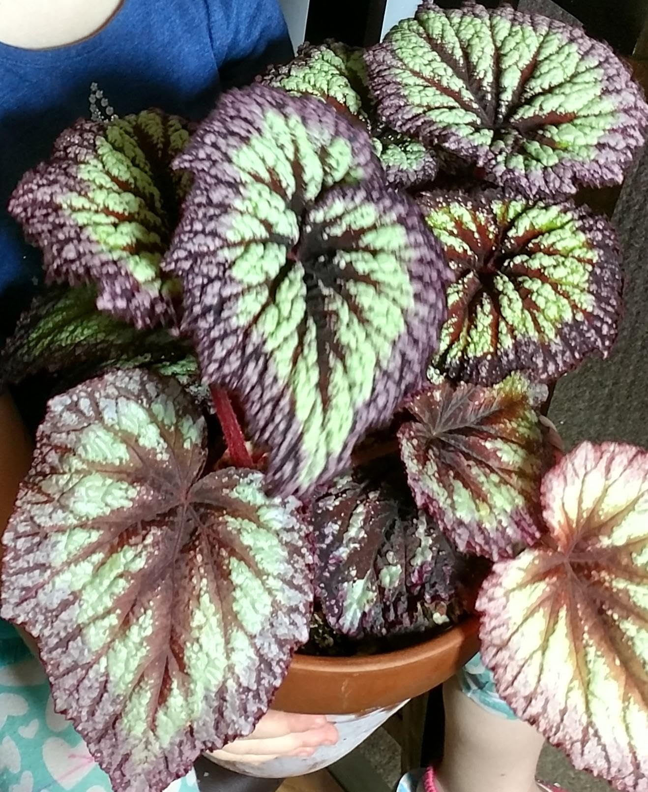 Begonia Plants Live, Rare Begonias Indoor Growing, Hanging Basket, Starter 5 to 9 Inc Tall (Fire)
