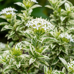 2 White Ixora Plants Live, 5 to 7 Inc Tall, Ixora Flower Plant, Shrub Plant Tropical Ornamental Plants, No Pot