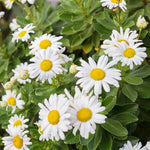 White Daisy Plant, 2-5 Inch Tall Daisies Starter Plants, Hardy Daisy Flowering Perennial for Outdoor Garden, Starter Plant in Soil, No Pot