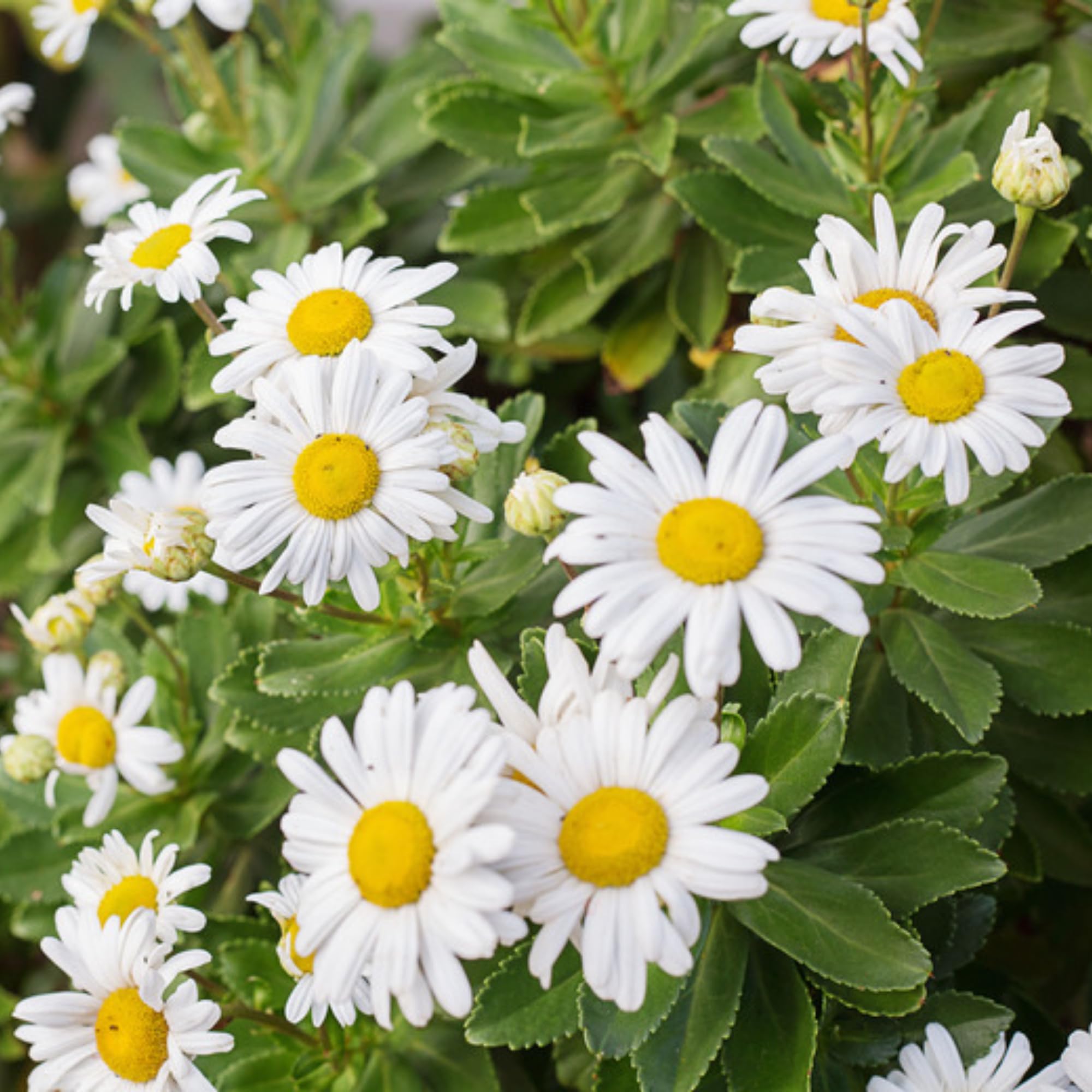 White Daisy Plant, 2-5 Inch Tall Daisies Starter Plants, Hardy Daisy Flowering Perennial for Outdoor Garden, Starter Plant in Soil, No Pot