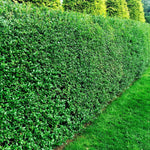 Combo 20 North Privet Hedge Trees, 1-1.5 Feet Tall Ligustrum Live Plants Shrubs, Dormant and Bare Roots, Privacy Hedges