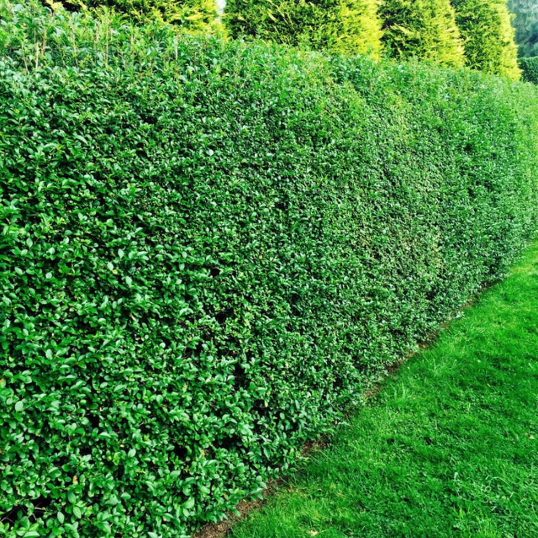 Combo 20 North Privet Hedge Trees, 1-1.5 Feet Tall Ligustrum Live Plants Shrubs, Dormant and Bare Roots, Privacy Hedges